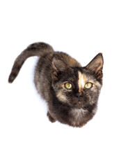 Black kitten with a strip on the nose sits on a white background, top view