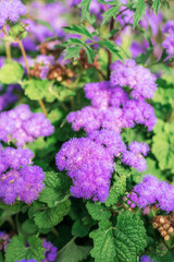 Ageratum Gauston purple flowers, close up. Natural background