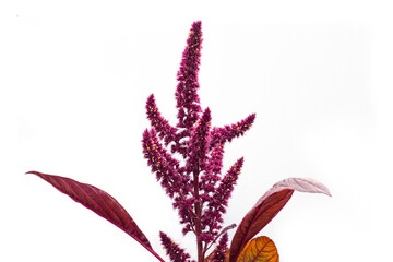 Flowers with seeds of vegetable amaranth on a white background