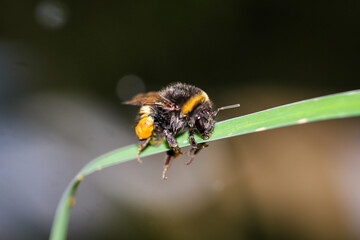 Eine voll beladene Hummel sitzt auf einem Grasblatt.
