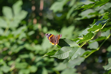 Ein Admiral, Schmetterling sitzt auf einem Busch.
