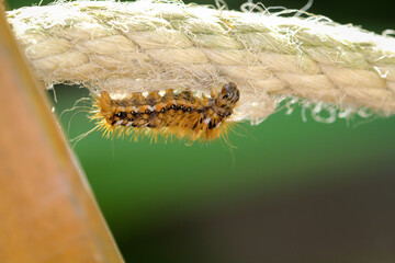 Eine Nahaufnahme einer Raupe des Goldafters beim einspinnen.
