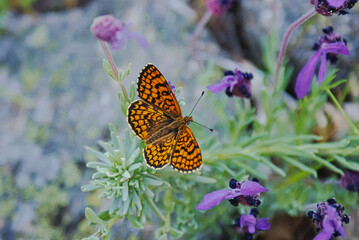 Melitaea athalia pasada sobre una planta con flores moradas.