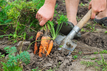 Collecting carrots in the garden in village. Close up of body part of gardener with shovel during work
