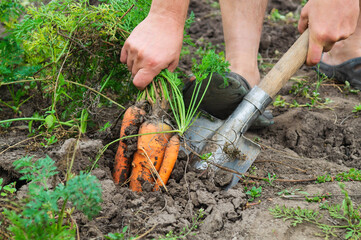 Collecting carrots in the garden in village. Close up of body part of gardener with shovel during work