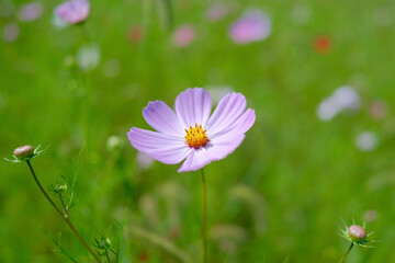 コスモス