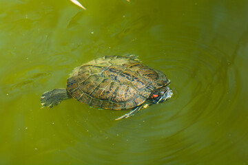 Tortuga chica en el estanque del botanico en culiacan