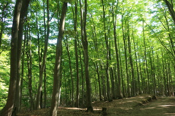 5月の新緑が美しい新潟県十日町の美人林