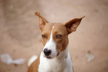 animal photography: horizontal closeup of a big brown  Africanis dog with white muzzle face, sitting  outdoors on a sunny day in the Gambia, Africa
