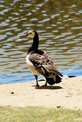 Barnacla cariblanca retocando su plumaje cerca del agua.
