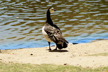 Barnacla cariblanca retocando su plumaje cerca del agua.