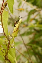 Stenurella Melanura sobre una hoja verde