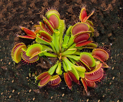 Dionaea Muscipula Venus Flytrap