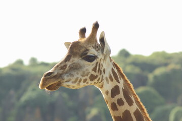 Pareja de jirafas iluminadas por los últimos rayos del atardecer..