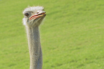 Detalle de una curiosa avestruz.