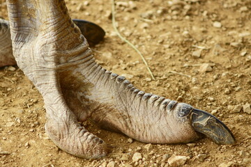 Detalle de una pata de un ave Ñandú