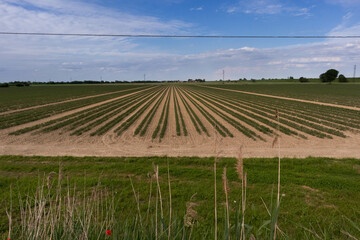 Tomato plantation in parallel rows for the food industry, Italy