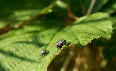 Flies sitting on a leaf in the evening sun