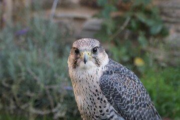 Retrato de joven halcón peregrino con fondo desenfocado