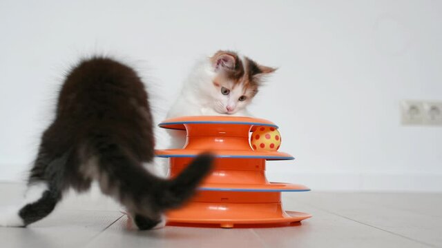two cute kittens cat playing with orange toy for cats at home. High quality 4k footage