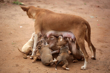 Sambuya,  in the Gambia, Africa, May 29, 2020, - wide angle photography  animal photography - portrait of a female dog mother standing outdoors, feeding a group of brown, beige and white puppies, 