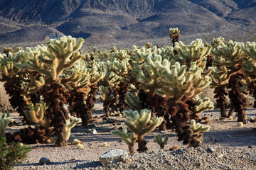 Cylindropuntia, cholla cactus, Joshua Tree National Park, The USA
