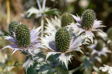 Close up of alpine sea holly (eryngium alpinium) flowers in bloom