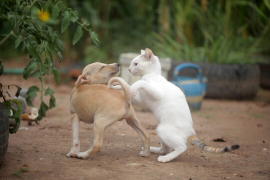 animal photography: horizontal closeup of a brown dog puppy and white tricolor female kitten playing outdoors on a sandy ground, with green plants in the background, outdoors on a sunny day