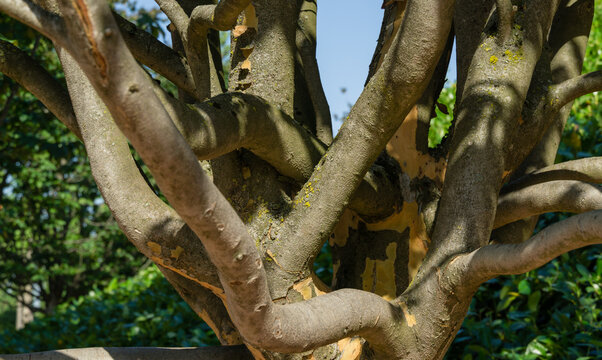 Beige textured branches of Parrotia persica or Persian ironwood trees  in Public City Park Krasnodar or Galitsky park. Sunny summer 2021