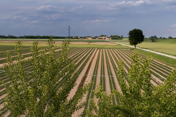 Fototapeta na wymiar Tomato plantation in parallel rows for the food industry, Italy