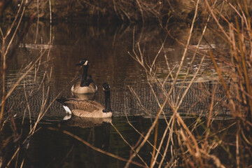 Naklejka premium reflection in water