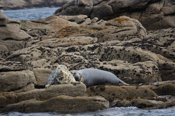 Common grey seal, Isles of Scilly, England, August 2021