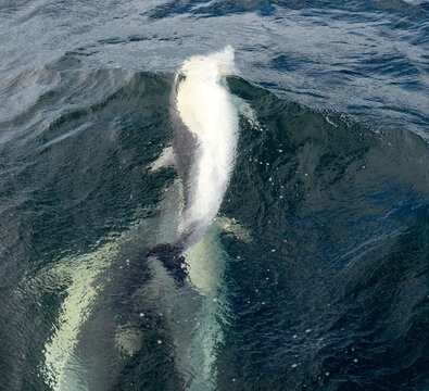 Common Dolphin UK, Isles Of Scilly, England, August 2021