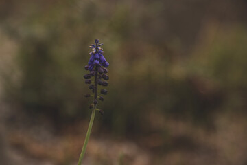pine cone flower