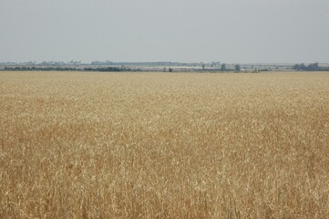 Golden wheat fields
