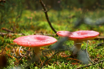 two mushrooms in the forest
Rússula