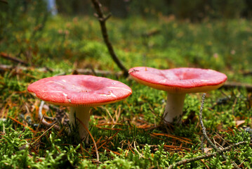 two mushrooms in the forest
Rússula