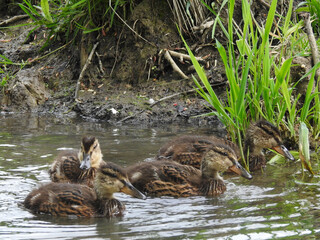 A family of ducks is swimming in a small stream
