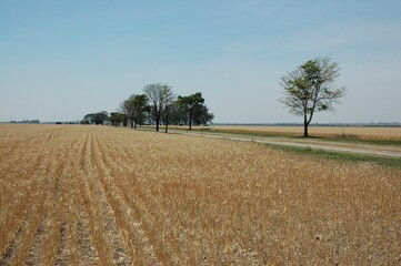 Fototapeta premium Golden wheat fields 