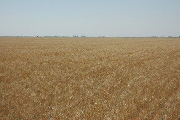 Golden wheat fields
