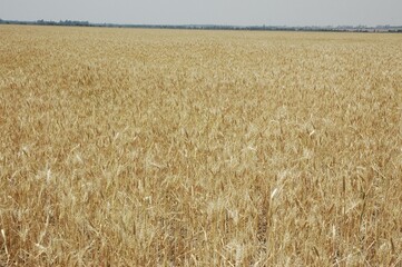 Golden wheat fields
