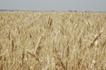 Golden wheat fields
