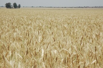 Golden wheat fields