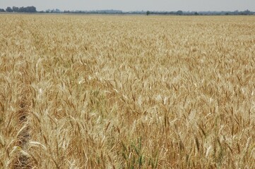 Golden wheat fields
