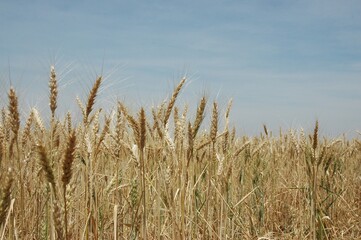 Golden wheat fields