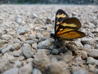 Fototapeta na wymiar butterfly on stone
