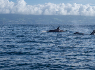 Fototapeta premium Amazing sunset in atlantic ocean with waves and wildlife dolphins and killer whales in açores, azores, portugal 