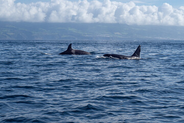 Fototapeta premium Amazing sunset in atlantic ocean with waves and currents with wildlife dolphins and seagulls and maritime animals in açores, azores, portugal 