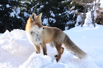 Naklejka premium The fox in the winter