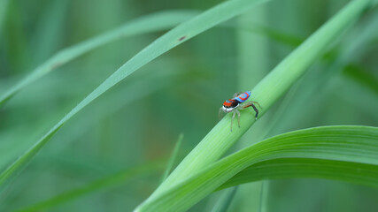 Fototapeta premium a male maratus splendens spider on a stalk of grass